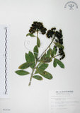 中文名:七里香(S012230)學名:Pittosporum pentandrum (Blanco) Merr.(S012230)中文別名:台灣海桐英文名:Five Stamens Pittosporum