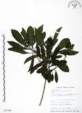 中文名:七里香(S017988)學名:Pittosporum pentandrum (Blanco) Merr.(S017988)中文別名:台灣海桐英文名:Five Stamens Pittosporum