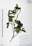 中文名:七里香(S018010)學名:Pittosporum pentandrum (Blanco) Merr.(S018010)中文別名:台灣海桐英文名:Five Stamens Pittosporum