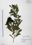 中文名:七里香(S031366)學名:Pittosporum pentandrum (Blanco) Merr.(S031366)中文別名:台灣海桐英文名:Five Stamens Pittosporum