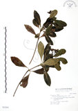 中文名:七里香(S032263)學名:Pittosporum pentandrum (Blanco) Merr.(S032263)中文別名:台灣海桐英文名:Five Stamens Pittosporum