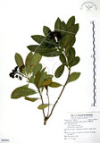 中文名:七里香(S089041)學名:Pittosporum pentandrum (Blanco) Merr.(S089041)中文別名:台灣海桐英文名:Five Stamens Pittosporum