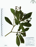 中文名:七里香(S090521)學名:Pittosporum pentandrum (Blanco) Merr.(S090521)中文別名:台灣海桐英文名:Five Stamens Pittosporum
