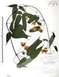 中文名:森氏鐵線蓮(S009133)學名:Clematis henryi Oliv. var. morii (Hayata) Yang(S009133)