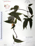 中文名:森氏鐵線蓮(S009134)學名:Clematis henryi Oliv. var. morii (Hayata) Yang(S009134)