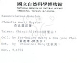 中文名:森氏鐵線蓮(S009135)學名:Clematis henryi Oliv. var. morii (Hayata) Yang(S009135)