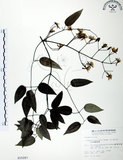 中文名:柱果鐵線蓮(S015287)學名:Clematis uncinata Champ. ex Benth.(S015287)