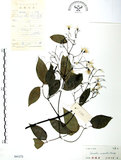 中文名:柱果鐵線蓮(S041272)學名:Clematis uncinata Champ. ex Benth.(S041272)