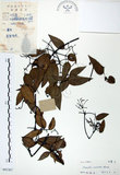 中文名:柱果鐵線蓮(S041367)學名:Clematis uncinata Champ. ex Benth.(S041367)