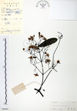 中文名:柱果鐵線蓮(S043891)學名:Clematis uncinata Champ. ex Benth.(S043891)