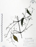 中文名:柱果鐵線蓮(S059245)學名:Clematis uncinata Champ. ex Benth.(S059245)