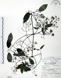 中文名:柱果鐵線蓮(S062357)學名:Clematis uncinata Champ. ex Benth.(S062357)