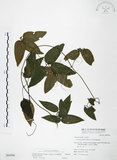 中文名:柱果鐵線蓮(S064506)學名:Clematis uncinata Champ. ex Benth.(S064506)