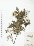 中文名:柱果鐵線蓮(S083798)學名:Clematis uncinata Champ. ex Benth.(S083798)