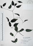 中文名:柱果鐵線蓮(S094741)學名:Clematis uncinata Champ. ex Benth.(S094741)