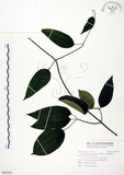 中文名:柱果鐵線蓮(S094783)學名:Clematis uncinata Champ. ex Benth.(S094783)