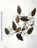 中文名:柱果鐵線蓮(S099627)學名:Clematis uncinata Champ. ex Benth.(S099627)