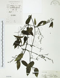 中文名:柱果鐵線蓮(S102386)學名:Clematis uncinata Champ. ex Benth.(S102386)