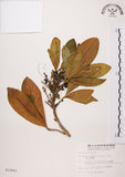 中文名:假三腳虌(S012643)學名:Melicope triphylla (Lam.) Merr.(S012643)