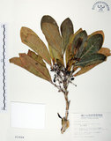 中文名:假三腳虌(S012644)學名:Melicope triphylla (Lam.) Merr.(S012644)