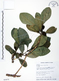 中文名:假三腳虌(S016272)學名:Melicope triphylla (Lam.) Merr.(S016272)