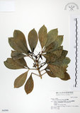 中文名:假三腳虌(S042980)學名:Melicope triphylla (Lam.) Merr.(S042980)
