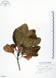 中文名:假三腳虌(S048279)學名:Melicope triphylla (Lam.) Merr.(S048279)