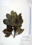 中文名:假三腳虌(S050183)學名:Melicope triphylla (Lam.) Merr.(S050183)