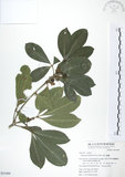 中文名:假三腳虌(S051000)學名:Melicope triphylla (Lam.) Merr.(S051000)