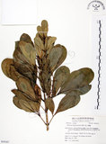 中文名:假三腳虌(S054167)學名:Melicope triphylla (Lam.) Merr.(S054167)