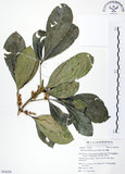 中文名:假三腳虌(S054259)學名:Melicope triphylla (Lam.) Merr.(S054259)