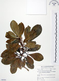 中文名:假三腳虌(S062925)學名:Melicope triphylla (Lam.) Merr.(S062925)