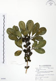 中文名:假三腳虌(S063068)學名:Melicope triphylla (Lam.) Merr.(S063068)