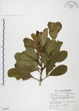 中文名:假三腳虌(S063069)學名:Melicope triphylla (Lam.) Merr.(S063069)