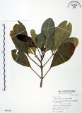 中文名:假三腳虌(S065148)學名:Melicope triphylla (Lam.) Merr.(S065148)