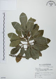 中文名:假三腳虌(S067946)學名:Melicope triphylla (Lam.) Merr.(S067946)