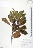 中文名:假三腳虌(S068641)學名:Melicope triphylla (Lam.) Merr.(S068641)