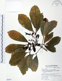 中文名:假三腳虌(S068679)學名:Melicope triphylla (Lam.) Merr.(S068679)