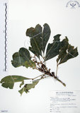 中文名:假三腳虌(S068727)學名:Melicope triphylla (Lam.) Merr.(S068727)
