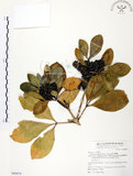 中文名:假三腳虌(S068870)學名:Melicope triphylla (Lam.) Merr.(S068870)