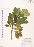 中文名:假三腳虌(S080310)學名:Melicope triphylla (Lam.) Merr.(S080310)