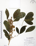中文名:假三腳虌(S090738)學名:Melicope triphylla (Lam.) Merr.(S090738)