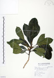 中文名:假三腳虌(S105515)學名:Melicope triphylla (Lam.) Merr.(S105515)