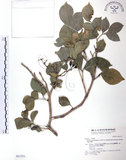中文名:長果月橘(S031531)學名:Murraya paniculata (L.) Jack. var. omphalocarpa (Hayata) Swingle(S031531)英文名:Lanyu Jasmin Orange