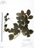 中文名:長果月橘(S031539)學名:Murraya paniculata (L.) Jack. var. omphalocarpa (Hayata) Swingle(S031539)英文名:Lanyu Jasmin Orange