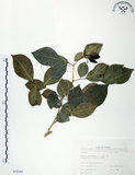 中文名:長果月橘(S035395)學名:Murraya paniculata (L.) Jack. var. omphalocarpa (Hayata) Swingle(S035395)英文名:Lanyu Jasmin Orange