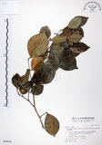 中文名:長果月橘(S046859)學名:Murraya paniculata (L.) Jack. var. omphalocarpa (Hayata) Swingle(S046859)英文名:Lanyu Jasmin Orange