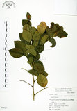 中文名:長果月橘(S049637)學名:Murraya paniculata (L.) Jack. var. omphalocarpa (Hayata) Swingle(S049637)英文名:Lanyu Jasmin Orange