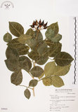 中文名:長果月橘(S049682)學名:Murraya paniculata (L.) Jack. var. omphalocarpa (Hayata) Swingle(S049682)英文名:Lanyu Jasmin Orange