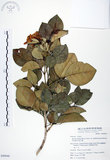 中文名:長果月橘(S049840)學名:Murraya paniculata (L.) Jack. var. omphalocarpa (Hayata) Swingle(S049840)英文名:Lanyu Jasmin Orange